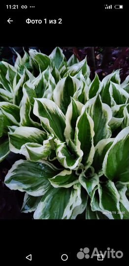 Хоста растение