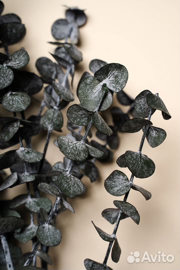 Растения стабилизированные, оптом, в пачках