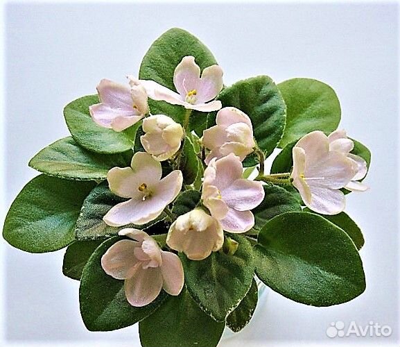 Сортовая фиалка Н - Подснежник полумини