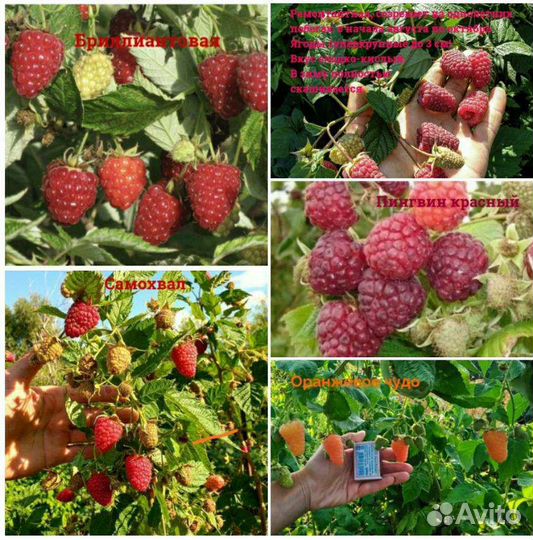 Ремонтантная малина