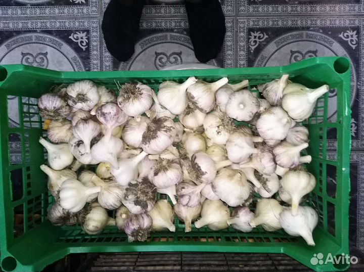 Чеснок сортовой