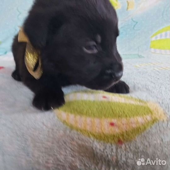 Щенок Лабрадора Ульяновск
