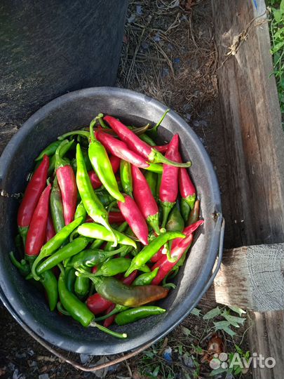 Перец домашний