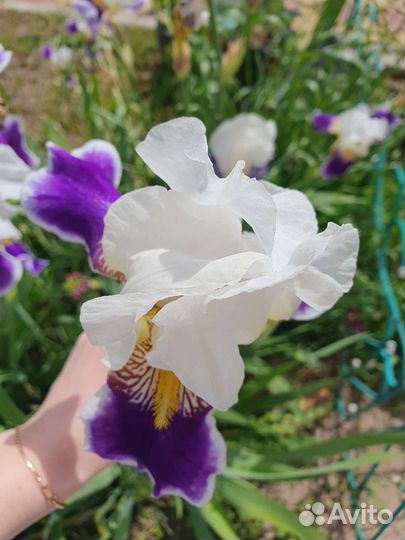 Цветы для сада