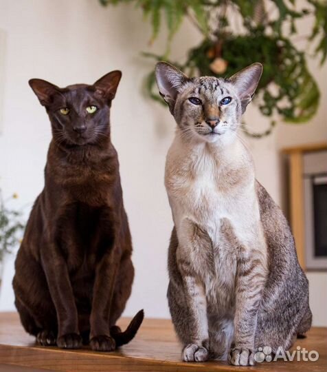 Ориентальная