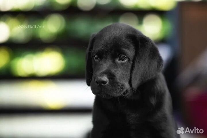 Щенки лабрадора