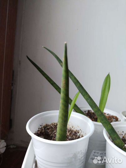 Сансевиерия