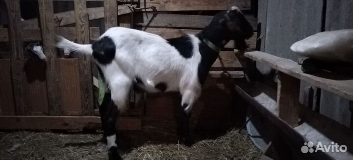 Козы, козёл Ламанча