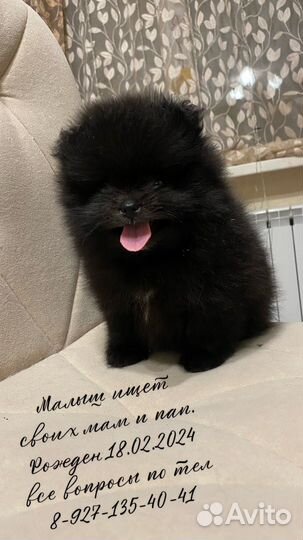 Померанский шпиц мини