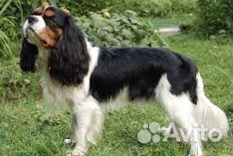 Кавалер кинг чарльз спаниель вязка