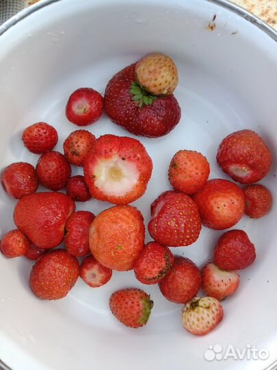 Клубника садовая