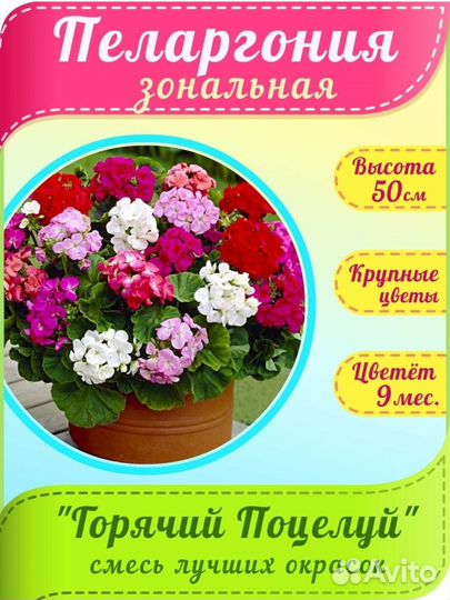 Продажа комнатных растений