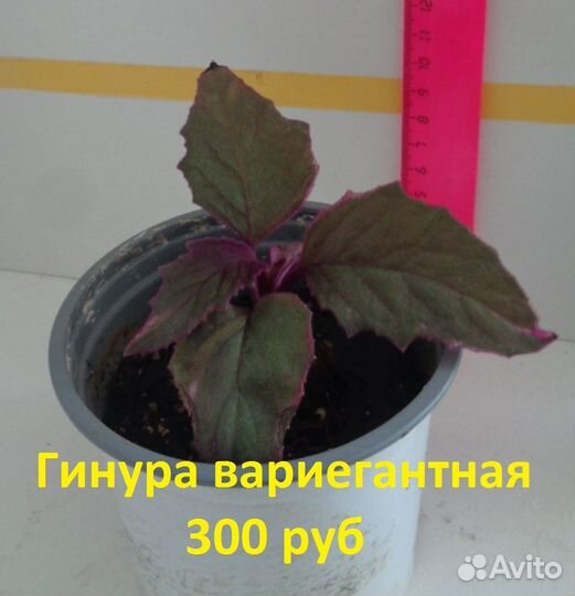 Гинура вариегантная / Калатея