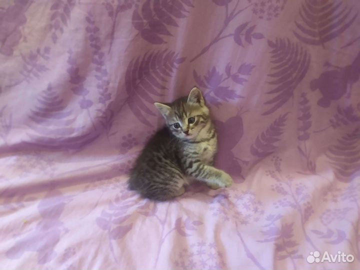 Котенка отдам в добрые руки бесплатно