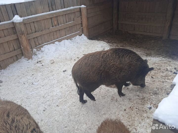 Кабаны вальерного содержания