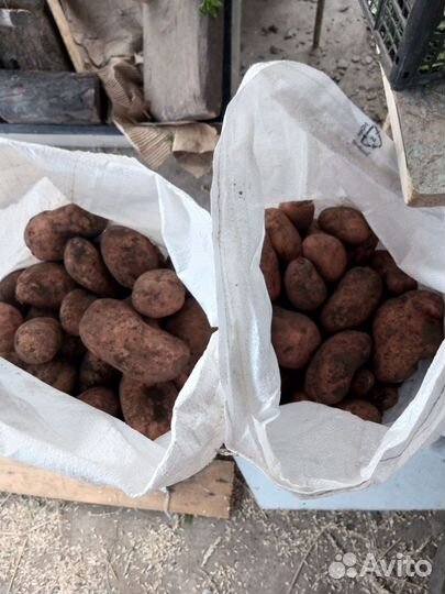 Картофель на еду