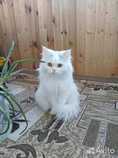 Кошка в дар