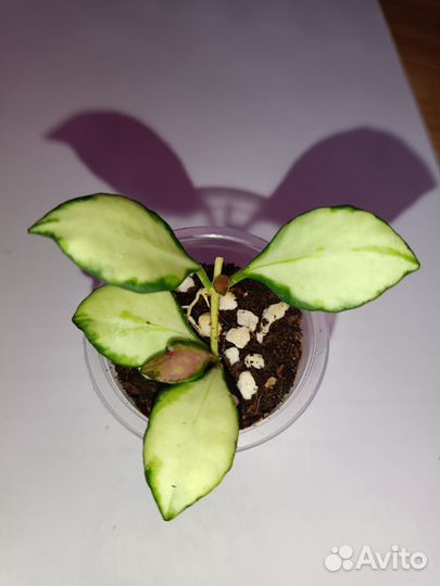 Хойи сортовые. Обновлено 29.09