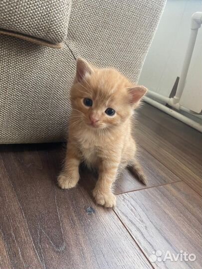 Котята