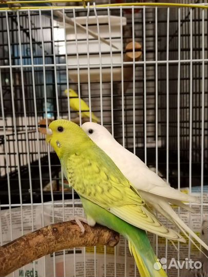 Волнистые попугайчики