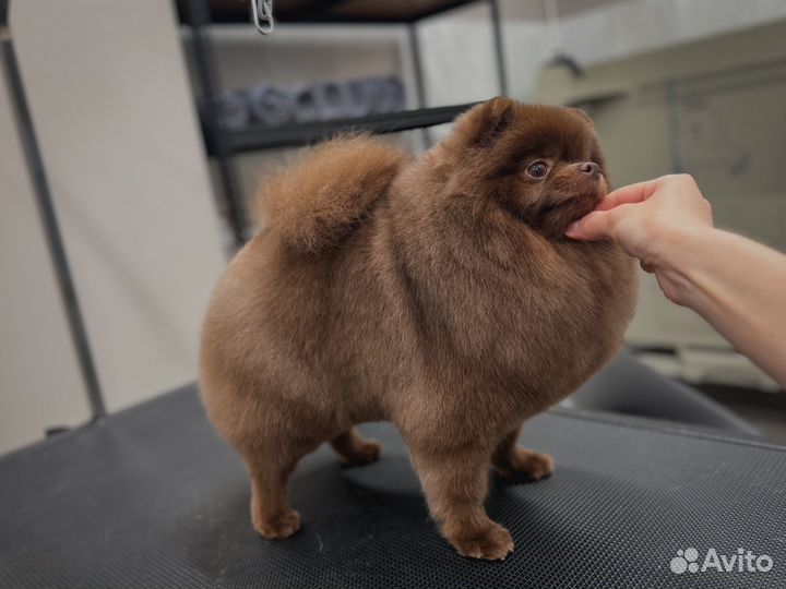 Груминг бесплатно