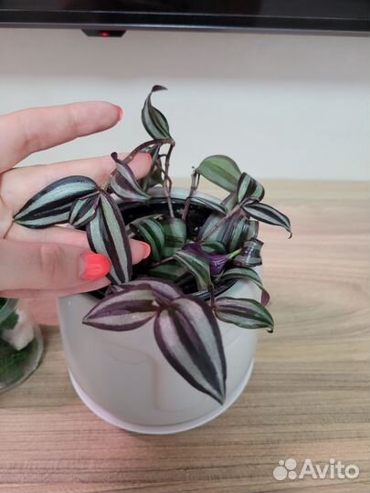 Набор комнатных растений 8 шт