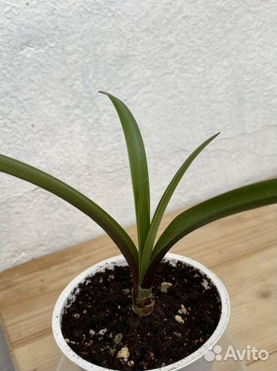 Гиппеаструм (Амариллис ) Гранд Дива