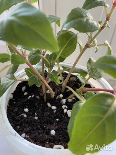 Фуксия General Monk Rot Blau(продажа или обмен)