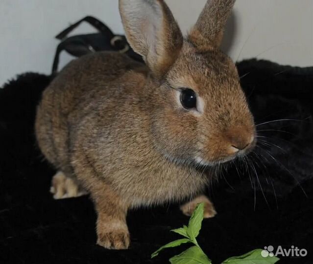 Декоративные кролики