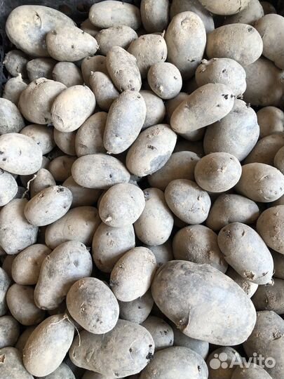 Семенной картофель