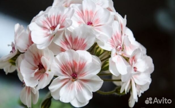 Красивоцветущие комнатные растения