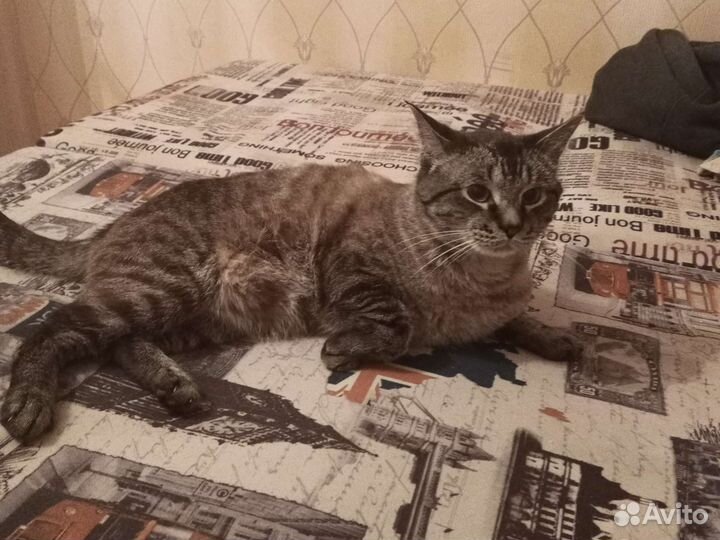 Кот в добрые руки