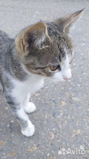 Кошечка в добрые руки