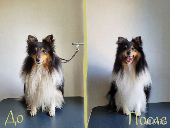 Стрижка собак