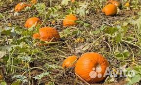 Масло тыквенное сыродавленное холодного отжима