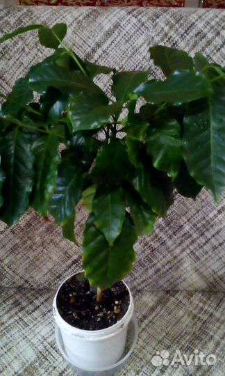 Пепино.Плюмерия. Гуава земляничная. Фейхоа