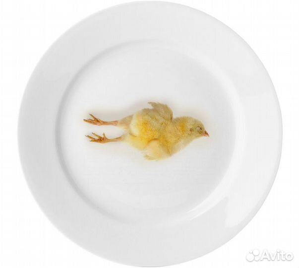 Суточные цыплята на корм