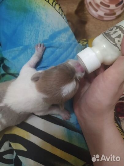 Щенки чихуахуа