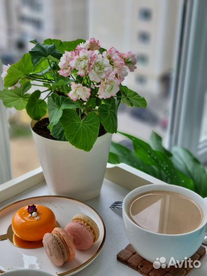 Пеларгония герань Sutarve Klara San