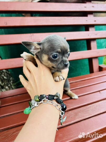 Чихуахуа щенки мальчики и девочки