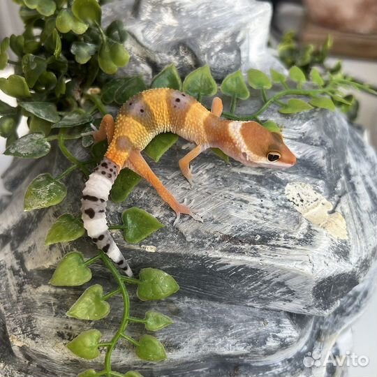 Ящерица леопардовый геккон