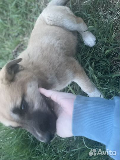 Собака в добрые руки отдам бесплатно