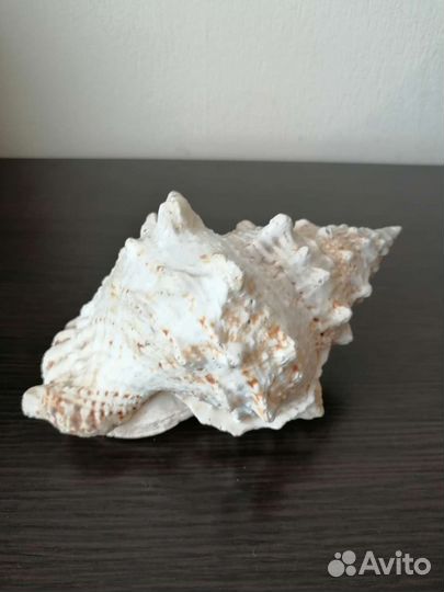 Ракушка морская большая