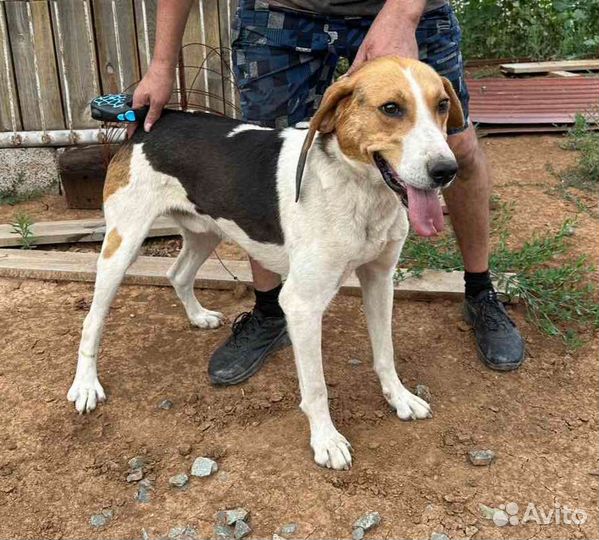 Русская гончая потеряшка