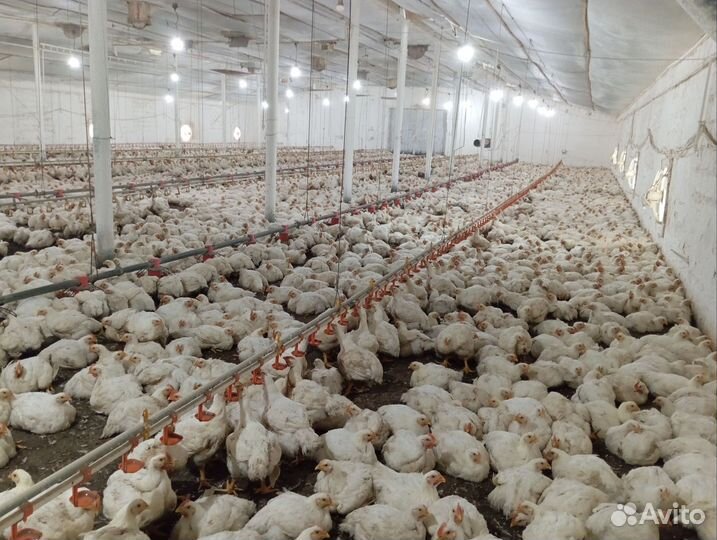 Куры Бройлеры