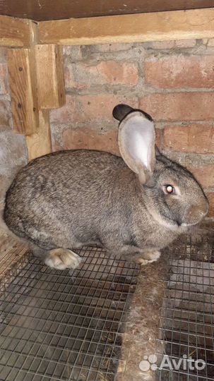 Кролики мясных пород