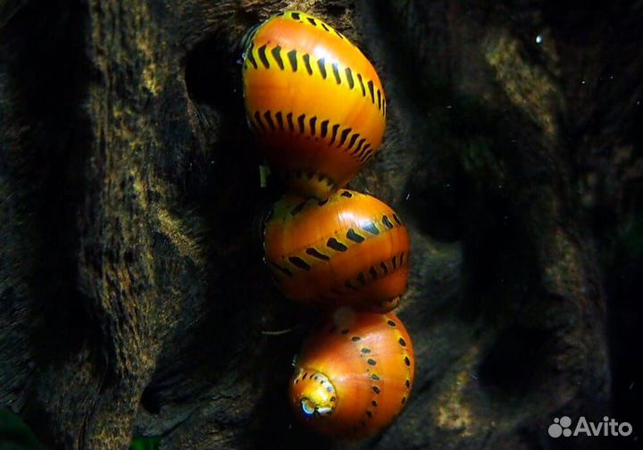 Улитка Тигровая Неретина (Tiger Nerite Snail)