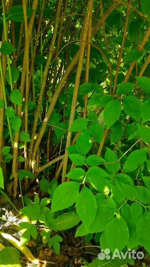 Жасмин саженцы