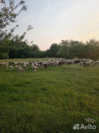 Овцы бараны