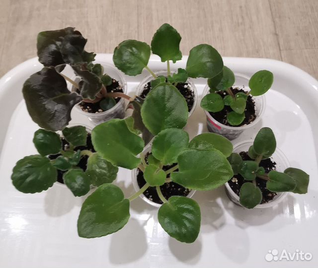 Фиалка набор деток